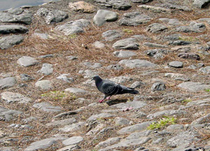 ��äѤ�ʿ�¤�ȷ��������