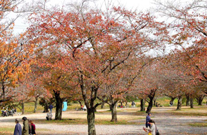 ��������ι���