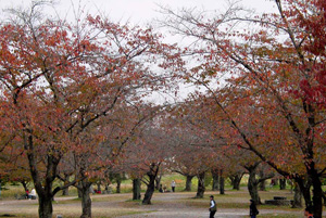 ��������ι���