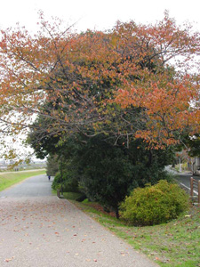 �򻳤��龾����ҤޤǤΥ�������󥰥�����