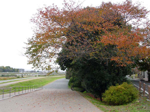 �򻳤��龾����ҤޤǤΥ�������󥰥�����