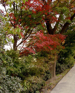 �򻳤��龾����ҤޤǤΥ�������󥰥�����