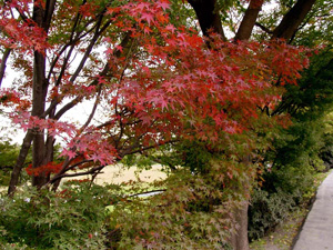 �򻳤��龾����ҤޤǤΥ�������󥰥�����