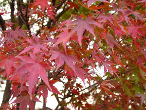 �򻳤��龾����ҤޤǤΥ�������󥰥�����