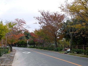 �������Ӽ��դι���