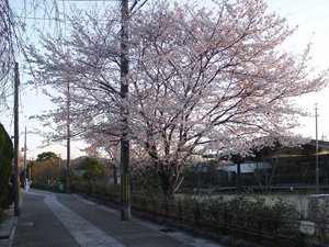 ������ƻ