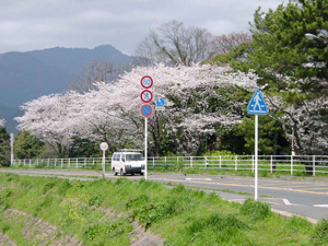 �򻳤߸�����ƻ