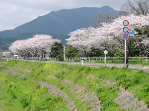 �򻳤߸�����ƻ