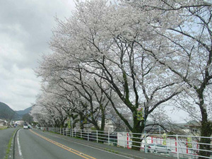 �򻳤߸�����ƻ