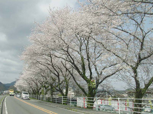 �򻳤߸�����ƻ