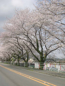 �򻳤߸�����ƻ