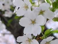 JR�����κ�ƻ