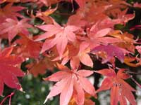 ���������鸫�����������