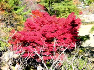 ��ʬŪ�˿�����