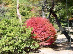 ��ʬŪ�˿�����