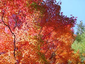 ���պ�����