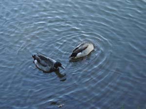 Ļ��ͥ���ˡ�