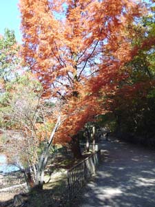 �Ť��ʽ�����ϩ