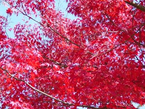 �֤��ʤ�᤮���ڡ�