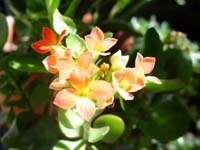 ���ΰ���