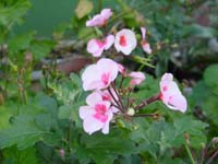 ���ΰ���