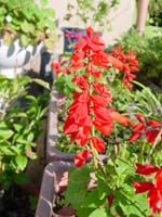 ���ΰ���