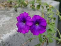 ���Ƥλ��鱡�Τ���ƻ